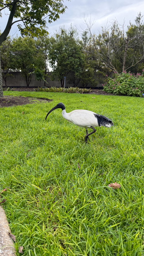 Australian Ibis
