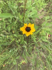Coreopsis basalis