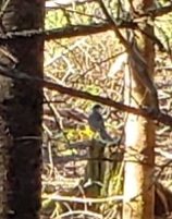 Perisoreus canadensis image