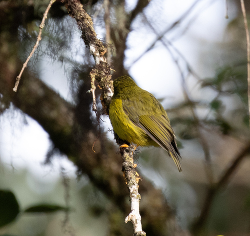Microeca papuana observed 2026-06-13