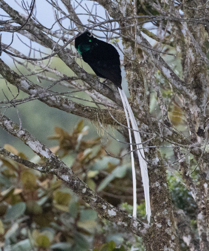 Ribbon-tailed Astrapia (Astrapia mayeri), photo 7