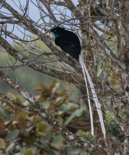 Ribbon-tailed Astrapia (Astrapia mayeri), photo 8