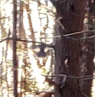 Perisoreus canadensis image