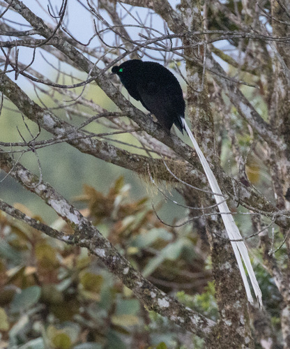 Ribbon-tailed Astrapia (Astrapia mayeri), photo 9