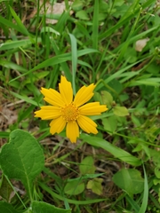 Coreopsis auriculata