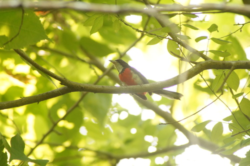 Red-breasted Chat (Granatellus venustus), photo 2