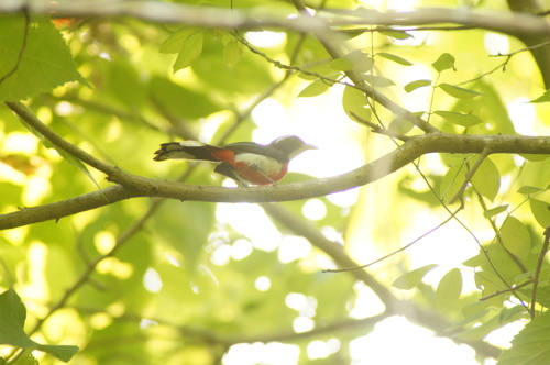 Red-breasted Chat (Granatellus venustus), photo 7