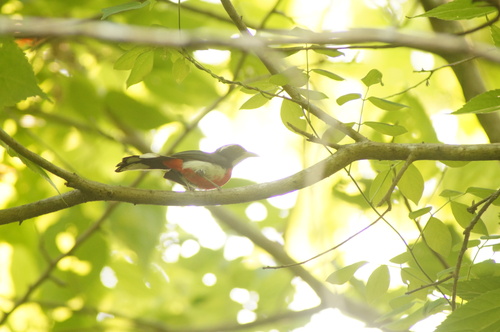 Red-breasted Chat (Granatellus venustus), photo 8