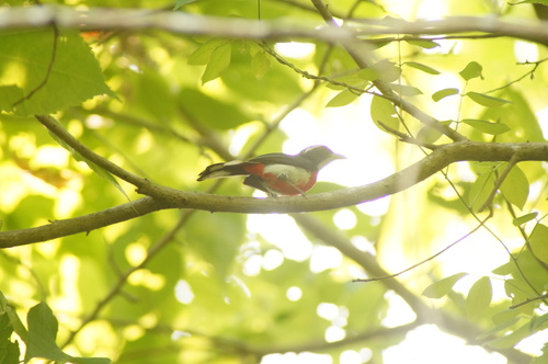 Red-breasted Chat (Granatellus venustus), photo 9