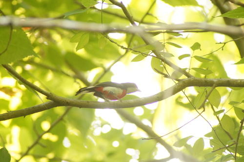 Red-breasted Chat (Granatellus venustus), photo 10