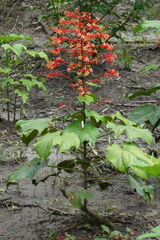 Clerodendrum paniculatum