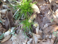 Carex pensylvanica