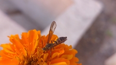Myrmecopsis polistes