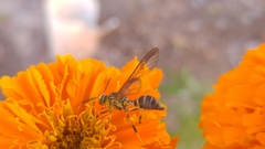 Myrmecopsis polistes