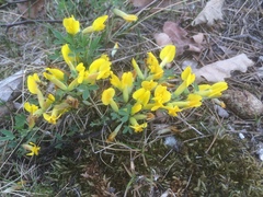 Chamaecytisus ratisbonensis