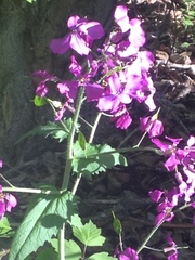 Lunaria annua