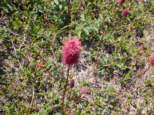 Sanguisorba menziesii, photograph 4