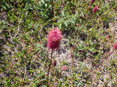 Sanguisorba menziesii, photograph author not stated, no rights reserved