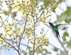 Cynanthus forficatus