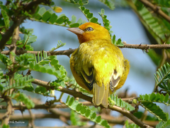 Ploceus aurantius rex