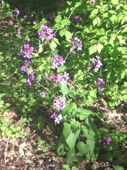 Lunaria annua