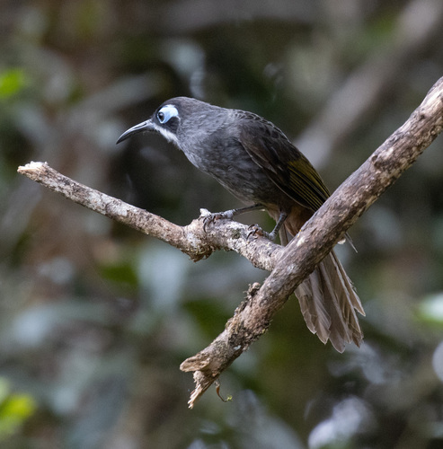 Belford's Melidectes (Melidectes belfordi), photo 10