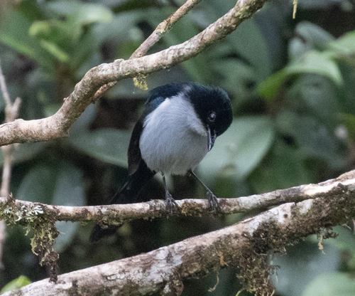Melanocharis versteri, 2026-06-13