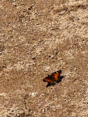 iNaturalist observation photo of California Tortoiseshell