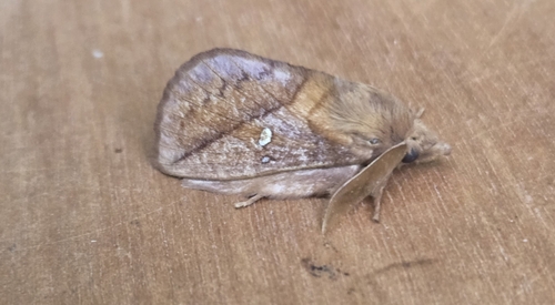 Euthrix potatoria