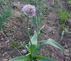 Allium nigrum