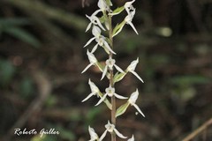 Eltroplectris