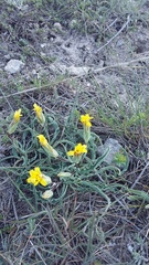 Takhtajaniantha crispa