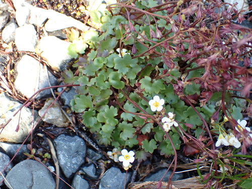Romanzoffia sitchensis, photograph 6