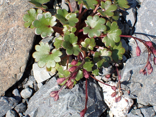 Romanzoffia sitchensis, photograph 3