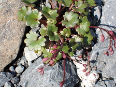 Romanzoffia sitchensis, photograph author not stated, no rights reserved