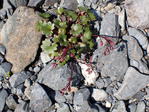 Romanzoffia sitchensis, photograph 4