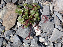 Romanzoffia sitchensis, photograph author not stated, no rights reserved
