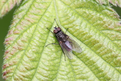 Anthomyiidae