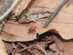 Kalidasa lanata