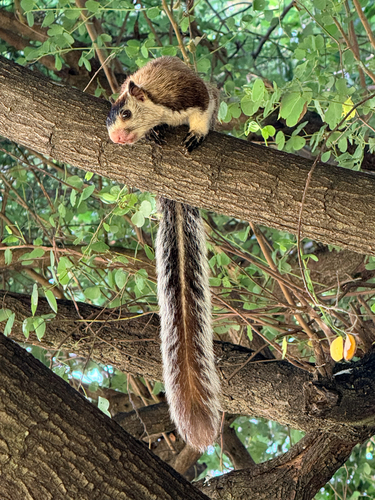 Sri Lankan Giant Squirrel