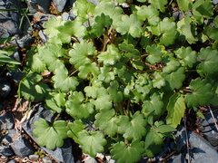 Romanzoffia sitchensis, photograph author not stated, no rights reserved