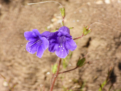 Phacelia minor, photograph 3