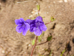 Phacelia minor, photograph (c) James M. Maley, some rights reserved (CC BY)