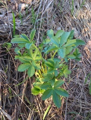 Potentilla chrysantha