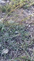 Convolvulus holosericeus