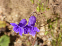 Phacelia minor, photograph (c) James M. Maley, some rights reserved (CC BY)