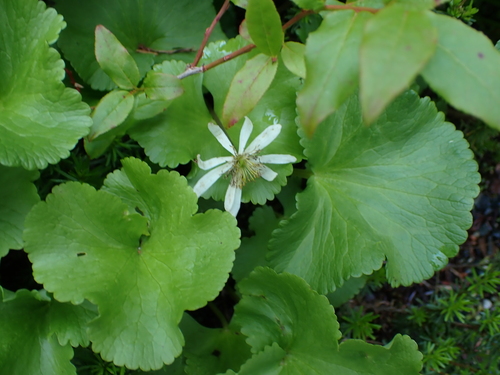 Caltha biflora, photograph 6