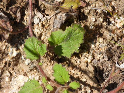 Phacelia minor, photograph 5