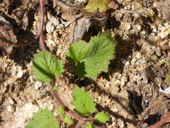 Phacelia minor, photograph (c) James M. Maley, some rights reserved (CC BY)