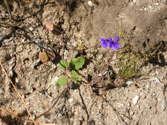 Phacelia minor, photograph (c) James M. Maley, some rights reserved (CC BY)